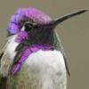 costabird